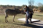 Petting a tame zebra