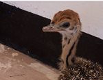 Baby ostrich